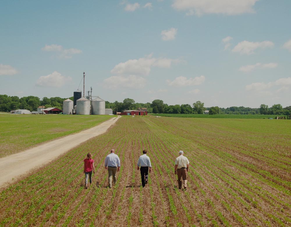 Group In Field walking
